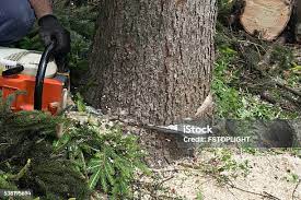 Best Tree Mulching  in New Plymouth, ID